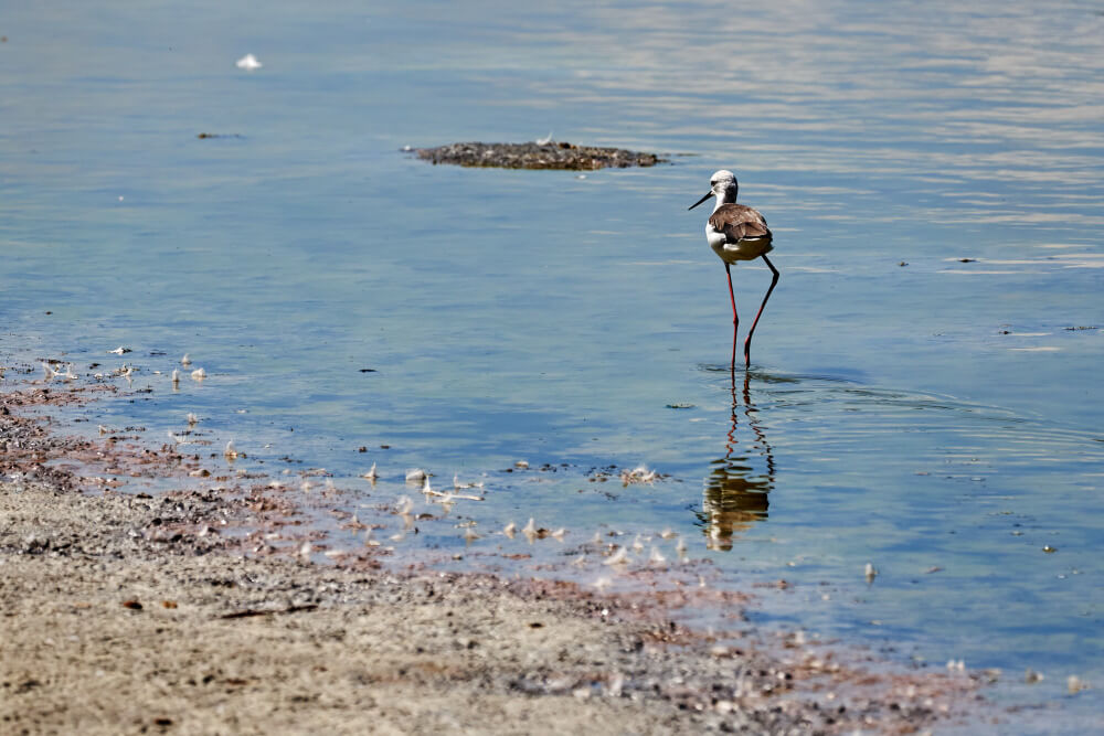 Exploring Wildlife on the Tongariro Crossing: A Comprehensive Guide